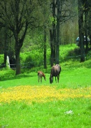 Campagna